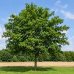 Javor poľný (Acer campestre) - výška 140-170 cm, kont. C5L
